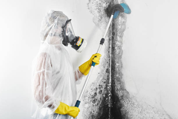 Best Emergency Mold Remediation  in East Milton, FL